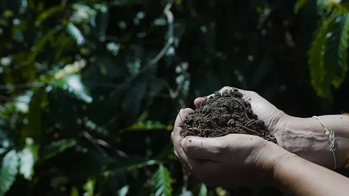 Soil in human hands