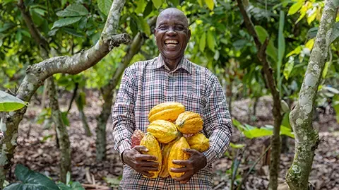 Person holding freshly harvested cocoa pods in a forest plantation.