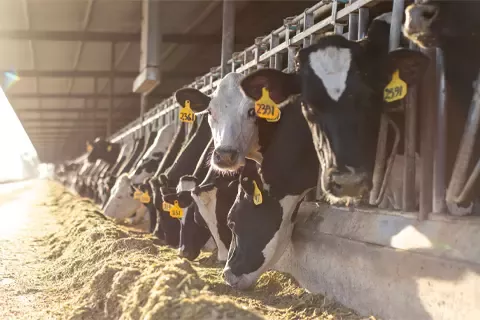 A bunch of cows eating