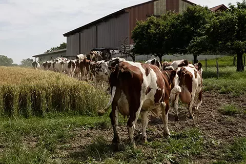 Cows