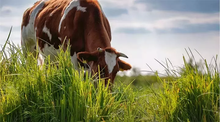 livestock on open pasture