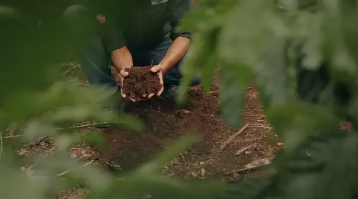 a hand holding healthy rich soil