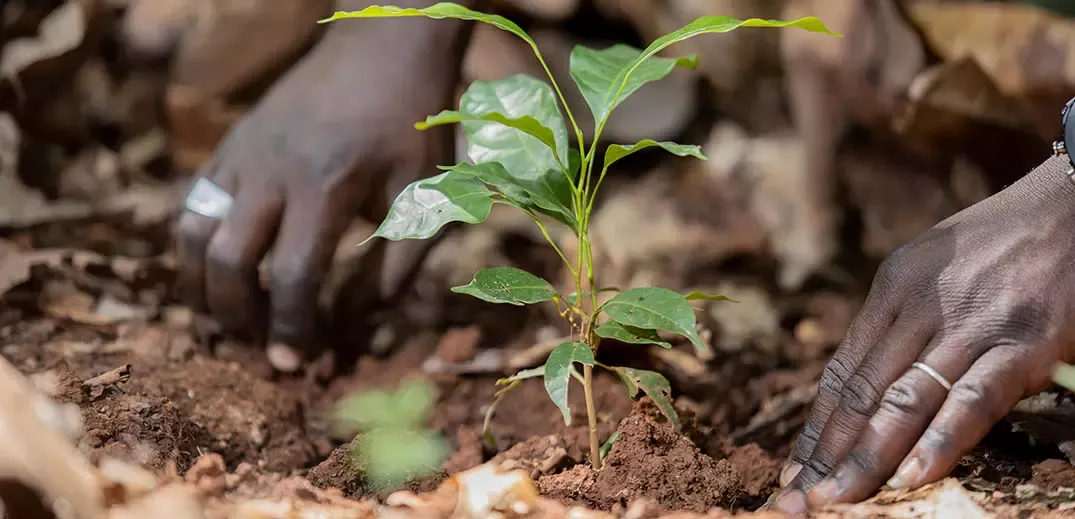 Hands planting a young green seedling in soil as part of regenerative farming practices