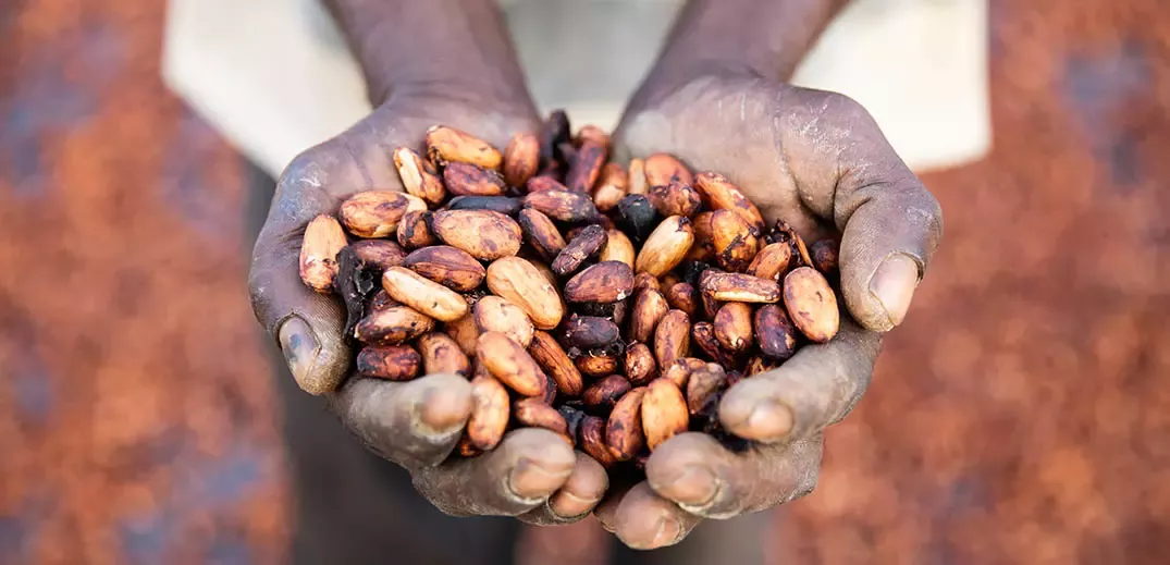 Hands holding freshly harvested cocoa beans during drying process on a farm