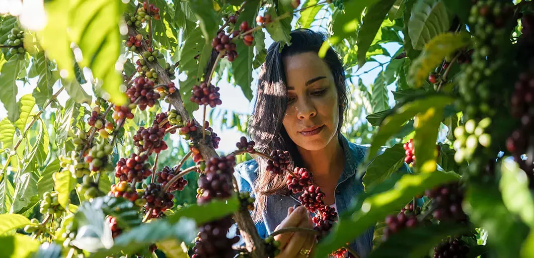 woman standing near a coffee tree