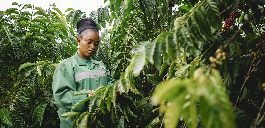 Coffee farmer harvesting ripe coffee cherries among green plants on a coffee plantation