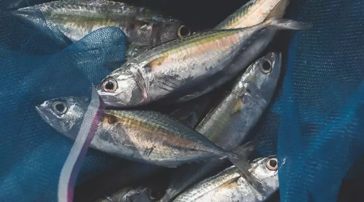 Fish is a precious resource for the planet and all who live on it.
