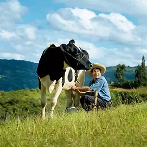 Farmer with cow