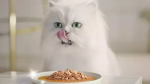 White cat eating Gourmet Perle wet food
