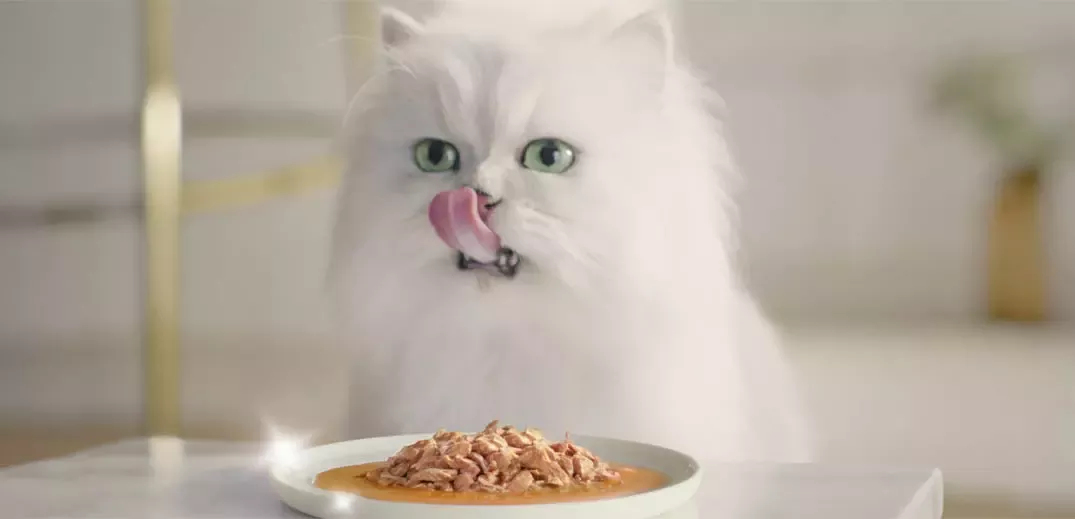 Cat eating Purina meal
