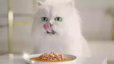 Cat eating Purina meal