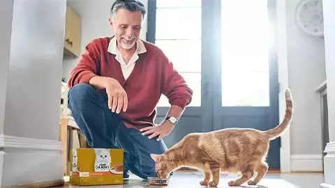 Orange tabby cat eating Gourmet wet cat food beside a pet owner in a bright home