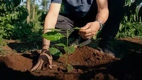 Planting a young coffee tree as part of regenerative agriculture in Vietnam