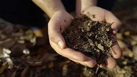 Hands holding nutrient-rich compost and organic matter to support healthy soil and regenerative agriculture