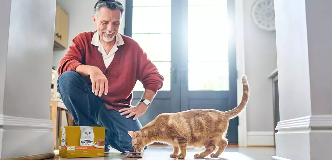 Orange tabby cat eating Gourmet wet cat food beside a pet owner in a bright home