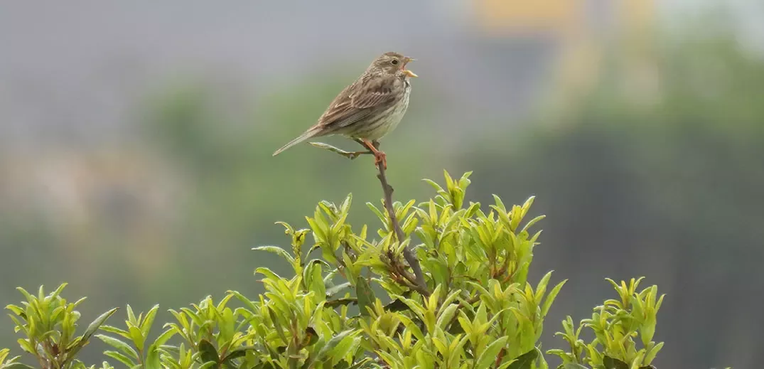 Small bird perched on a leafy branch