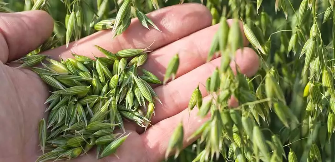 agricultural research