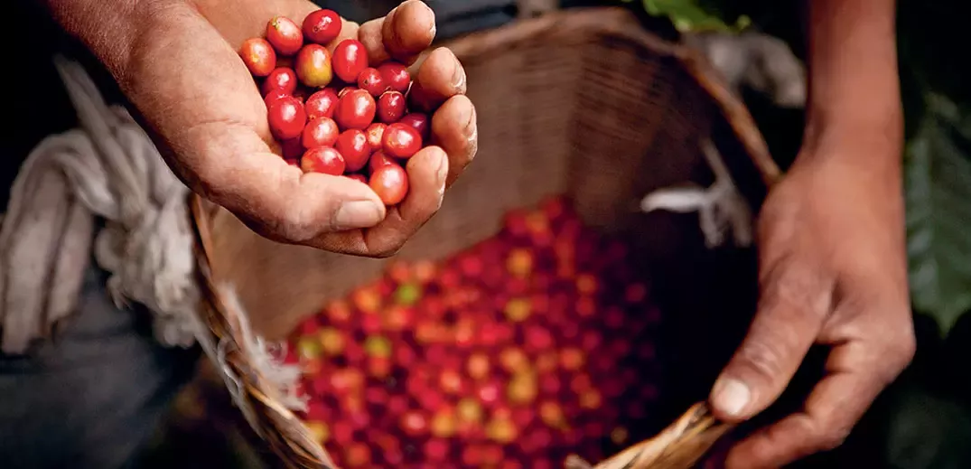 Person holding basket of coffee cherries