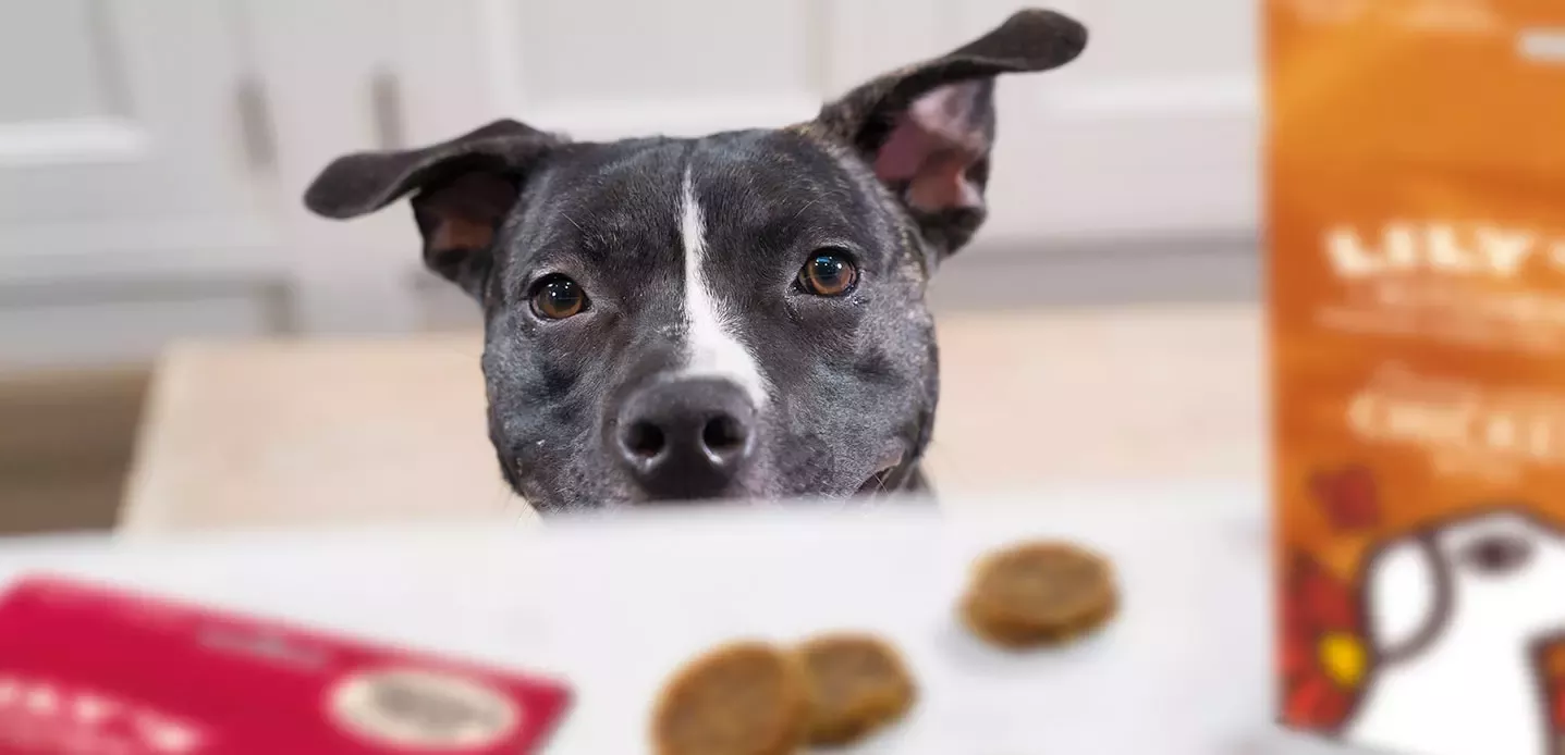 Dog looking at Lily's Kitchen