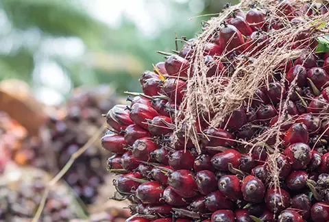 What is Nestlé doing to ensure palm oil is sourced sustainably?