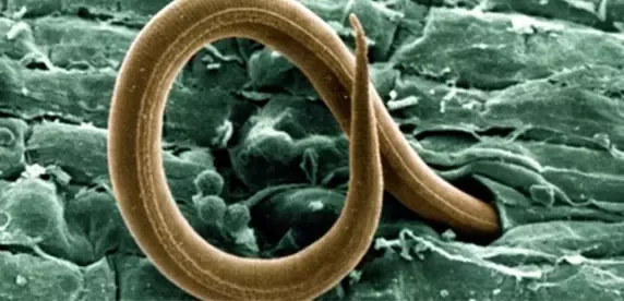 coffee worm