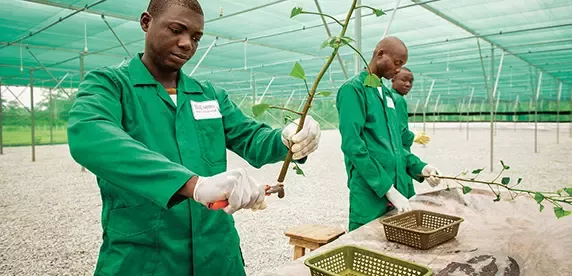 scientists working in greenhouse