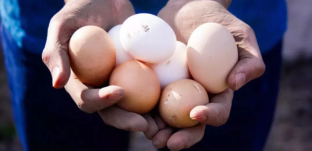 eggs