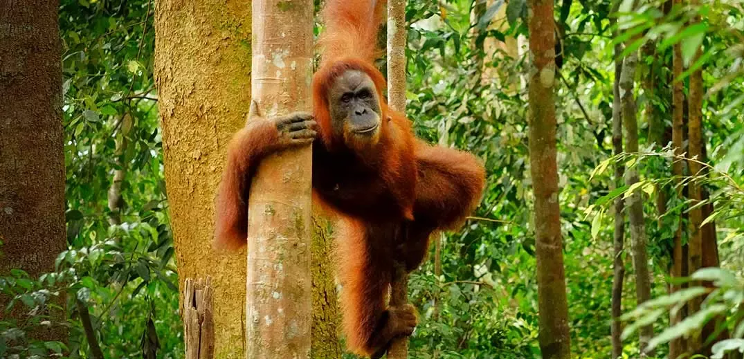 Orangutan on forest tree