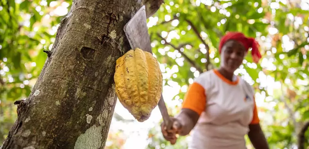 cocoa farmer cutting cocoa pod