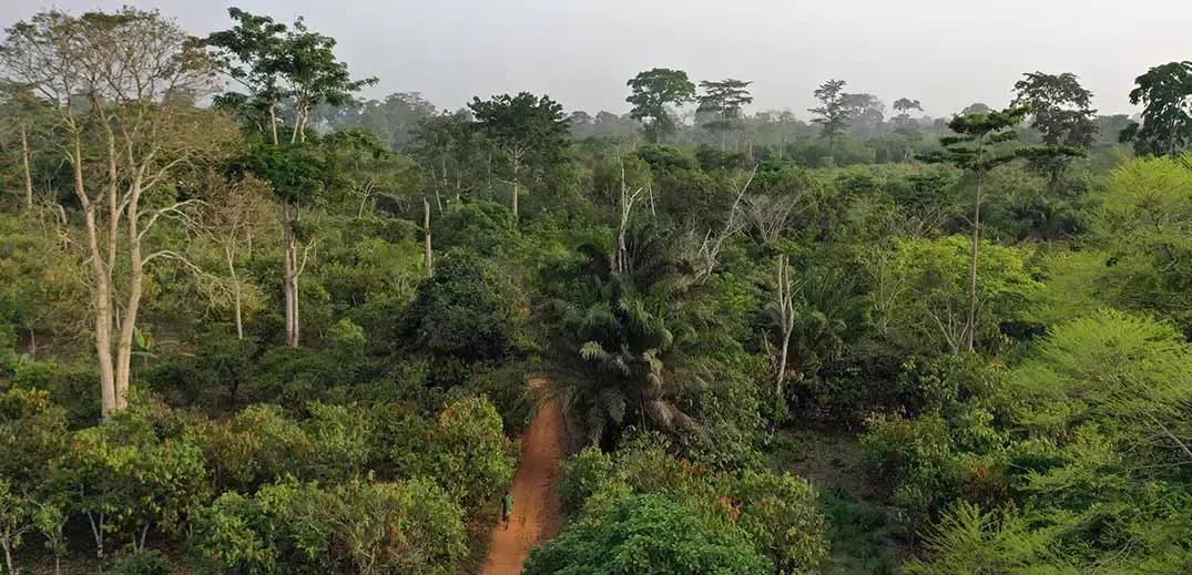 forest