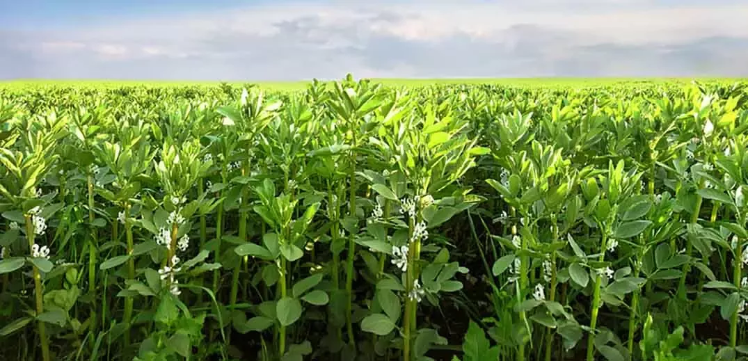 Fava beans field