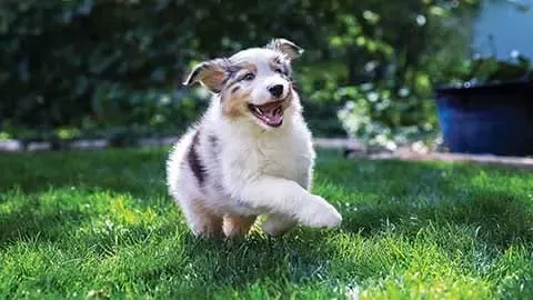Dog running