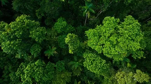 Forest trees bird view