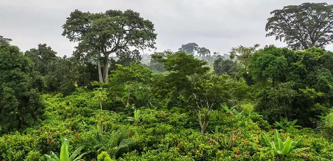 forest