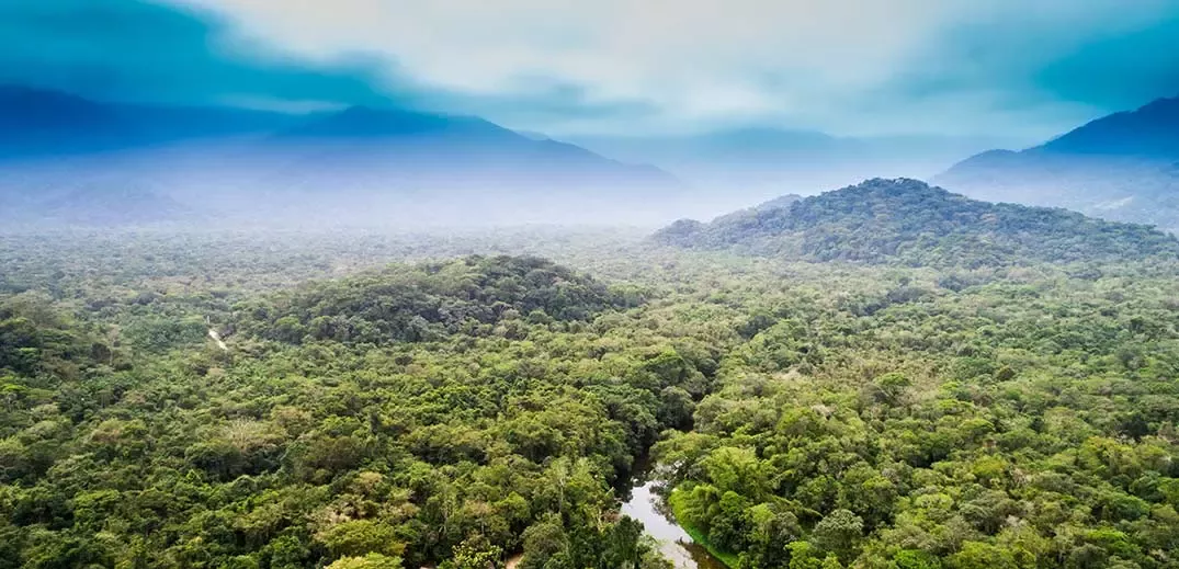 Rainforest