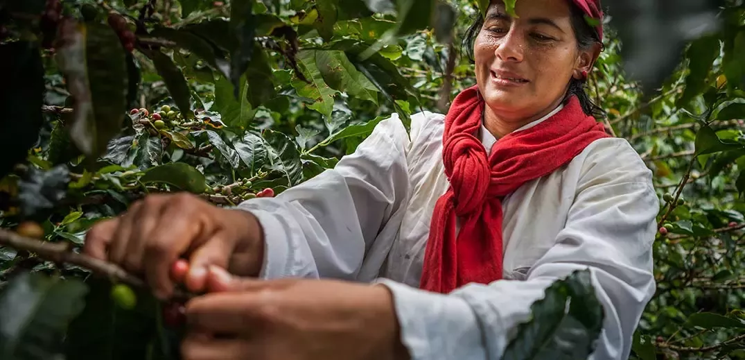 Female coffee farm worker
