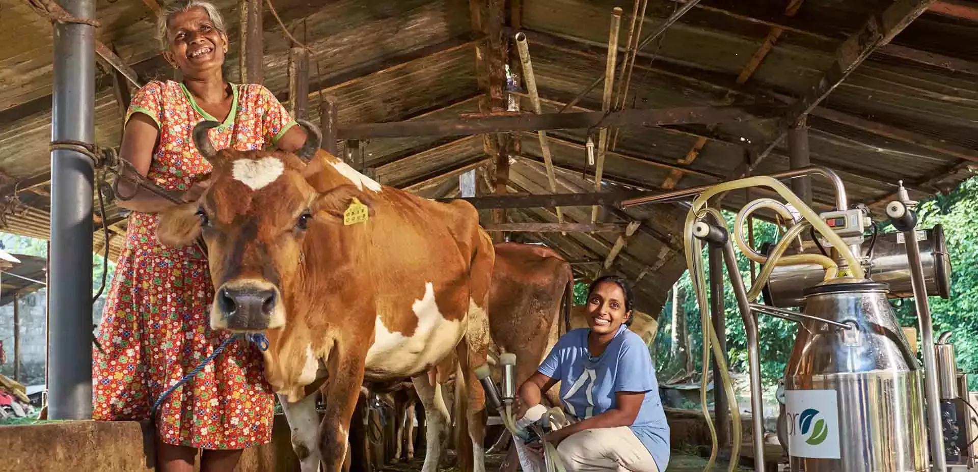 Female dairy farmer in Sri Lanka