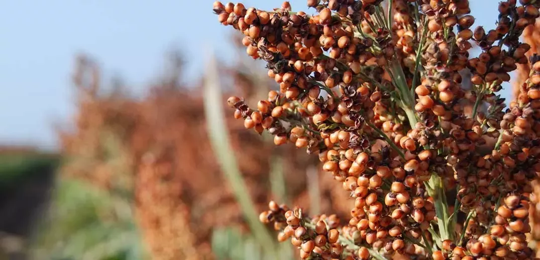 field of sorghum
