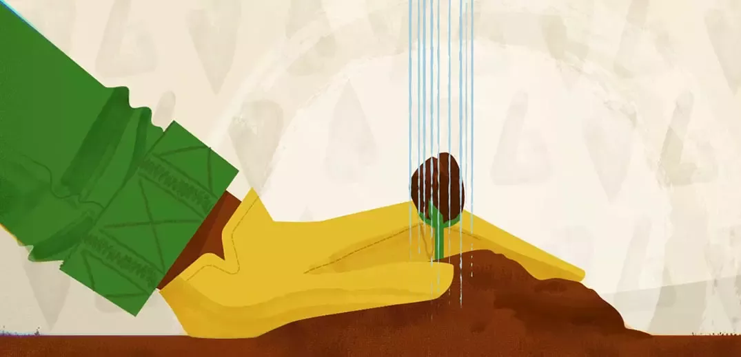 cocoa plantlets