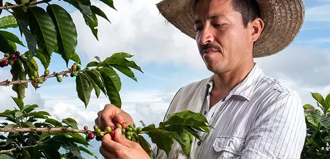 Nespresso helps revive coffee in El Rosario, Colombia