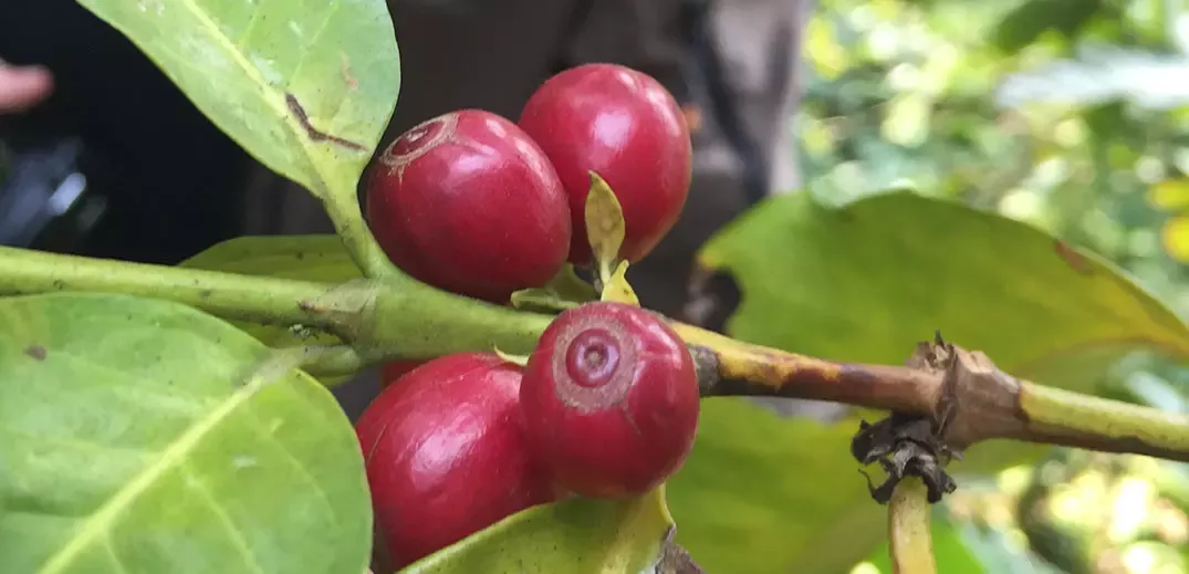 Coffee fruits