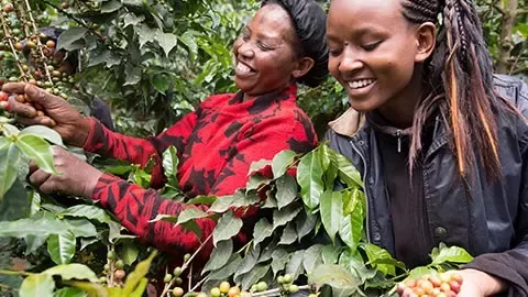 Women collecting coffee beans