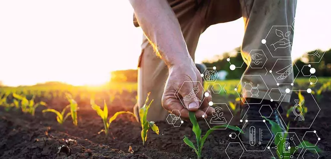 Farmer taking care of plants