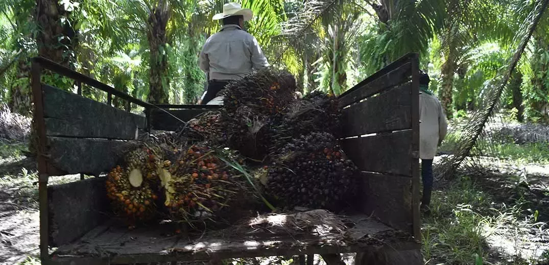 Cart with palm oil