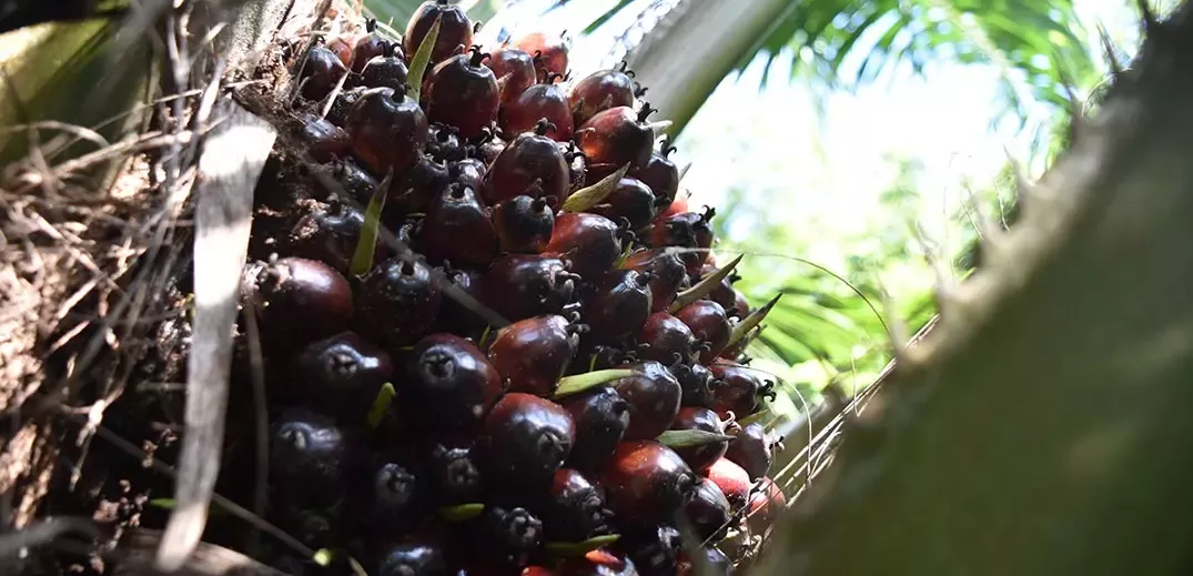 Palm oil seeds
