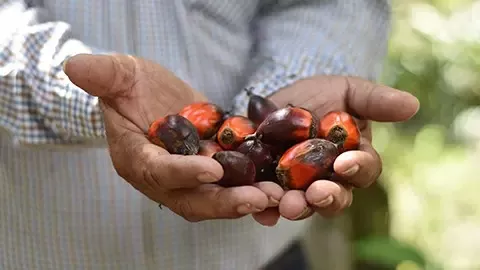 Palm oil seeds in male hands