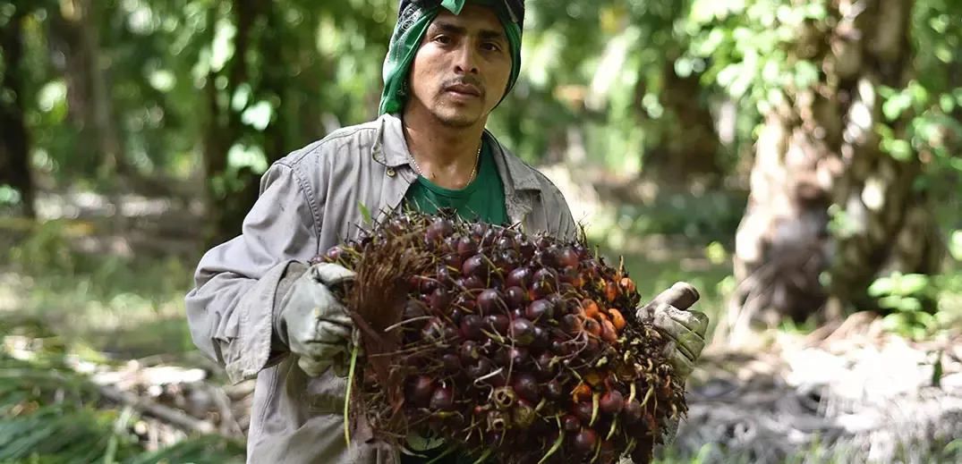 Man carrying palm oil seeds
