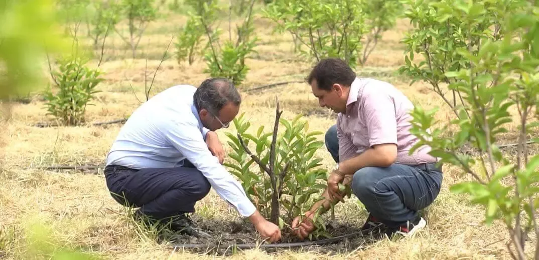 pakistan men drip irrigation