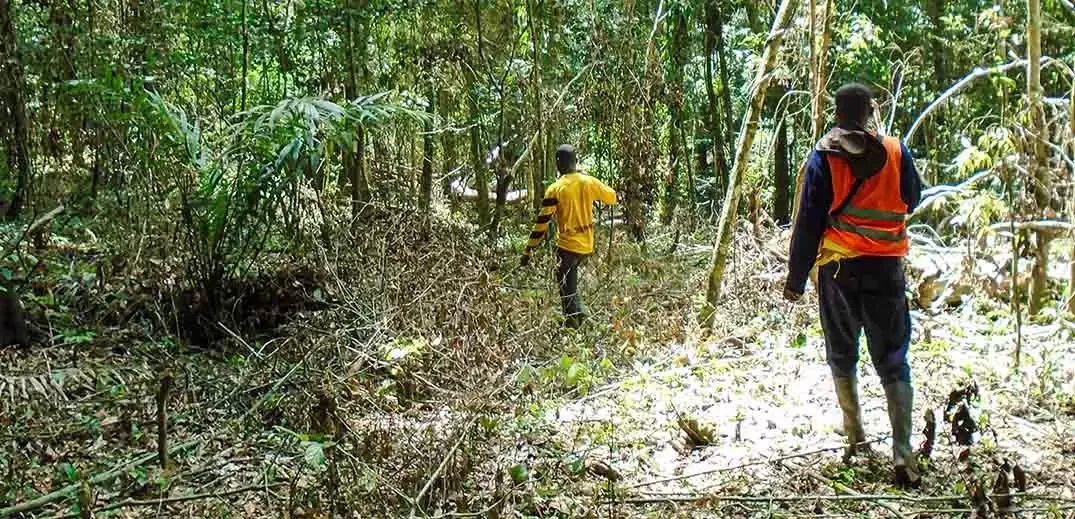 A patrol in the Cavally Forest Reserve, photograph courtesy of Earthworm Foundation