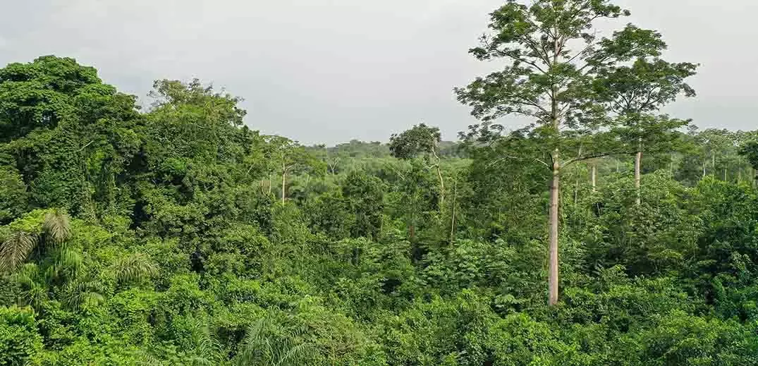 healthy forest